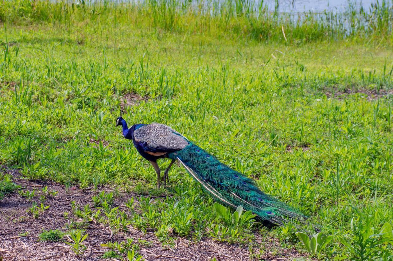 Lakeview & Wildlife Au Gres Ngoại thất bức ảnh